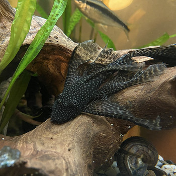 Müüa suur akvaarium koos kaladega
