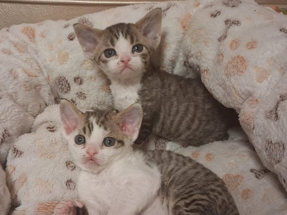 Devon rex kissanpentuja