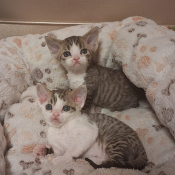 Devon rex kissanpentuja