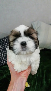 Shih Tzu šuniukai gimė sausio 28 dieną. 2026 (2 nuotrauka iš 10)