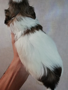Shih Tzu šuniukai gimė sausio 28 dieną. 2026 (3 nuotrauka iš 10)