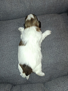 Shih Tzu šuniukai gimė sausio 28 dieną. 2026 (6 nuotrauka iš 10)