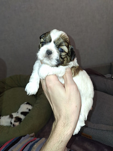 Shih Tzu šuniukai gimė sausio 28 dieną. 2026 (7 nuotrauka iš 10)