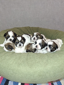 Shih Tzu -pennut syntyivät 28. tammikuuta 2026 (1 valokuva sivusta 10)