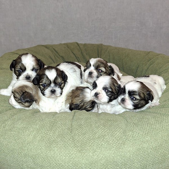 Shih Tzu -pennut syntyivät 28. tammikuuta 2026