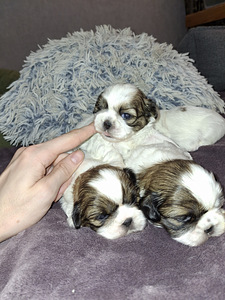 Shih Tzu -pennut syntyivät 28. tammikuuta 2026 (2 valokuva sivusta 10)
