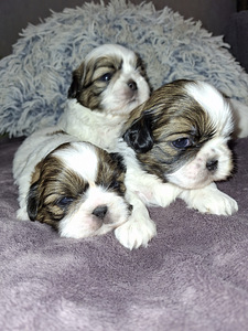Shih Tzu -pennut syntyivät 28. tammikuuta 2026 (3 valokuva sivusta 10)