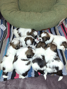 Shih Tzu -pennut syntyivät 28. tammikuuta 2026 (10 valokuva sivusta 10)