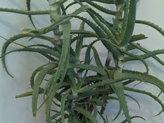 Aaloe Vera