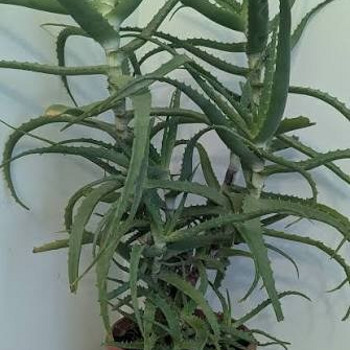 Aaloe Vera
