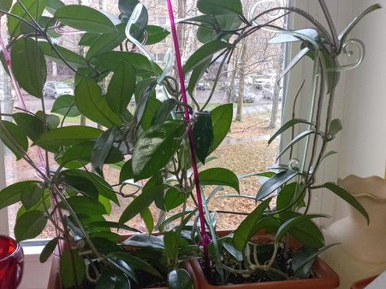 HOYA TOATAIMETAIM