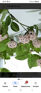 ХОЙЯ ЦВЕТОК КОМНАТНЫЙ (5 фото из 8)