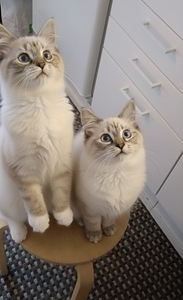 Ragdoll-mix pennut (1 valokuva sivusta 3)