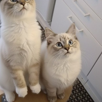 Ragdoll-mix pennut