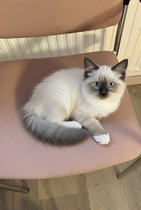 Ragdoll-mix pennut (3 valokuva sivusta 3)