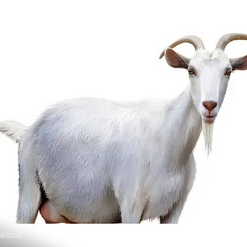 Kitsepiim