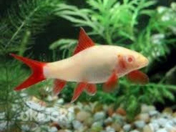 Albino labido frenatus (Labeo frenatus albino)