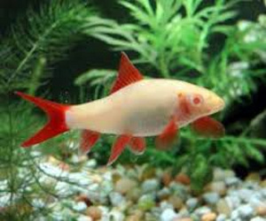 Albino labido frenatus (Labeo frenatus albino) (1 foto / 1)