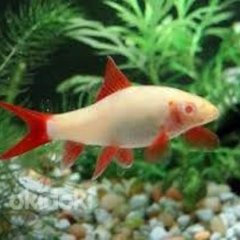 Лабео френатус альбинос (Labeo frenatus albino)
