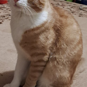 Вязка кота