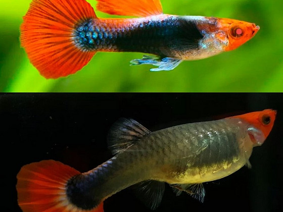 Tuxedo Koi Guppy (Young Pair)
