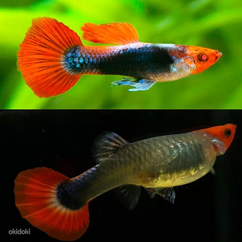 Tuxedo Koi Guppy (Young Pair)