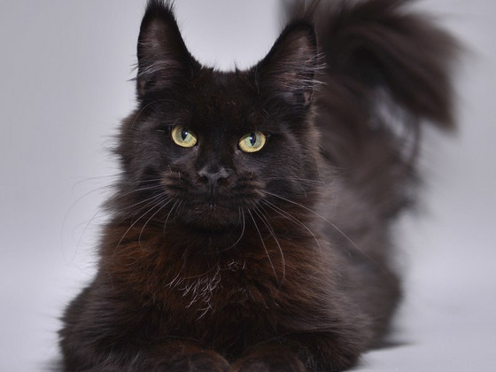 Maine coon