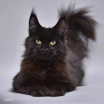 Maine coon
