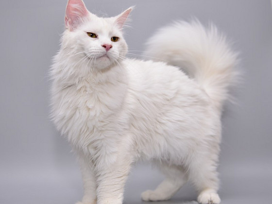 Maine coon