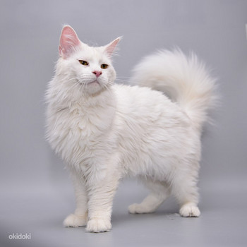 Maine coon