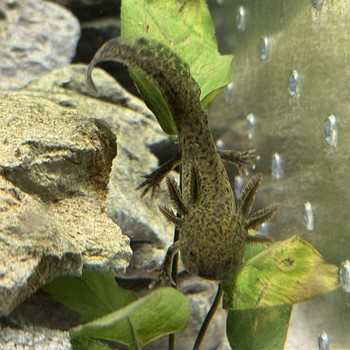 Aksolotl