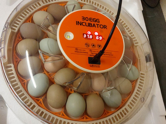 Inkubaator