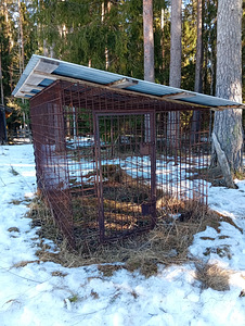 Koera aedik/ puur (1 foto / 3)