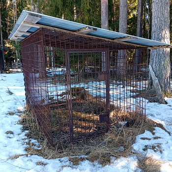 Koera aedik/ puur
