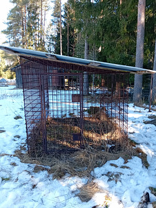 Koera aedik/ puur (2 foto / 3)