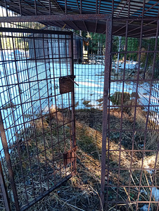 Koera aedik/ puur (3 foto / 3)