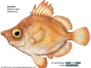 BOARFISH - METSSIGA KALA, KUIVATATUD KALA (2 foto / 4)