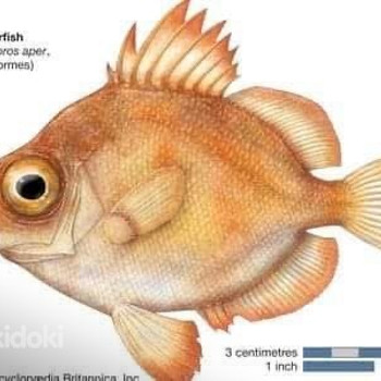 BOARFISH - METSSIGA KALA, KUIVATATUD KALA