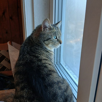 Кошка