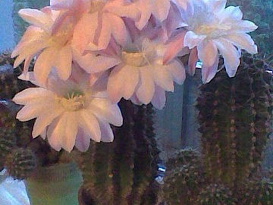 Echinopsis kaktus
