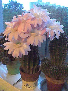 Echinopsis kaktus (1 foto / 3)