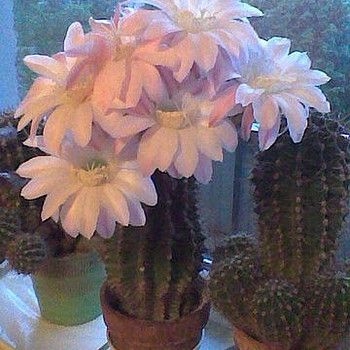 Echinopsis kaktus