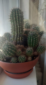 Echinopsis kaktus (2 foto / 3)