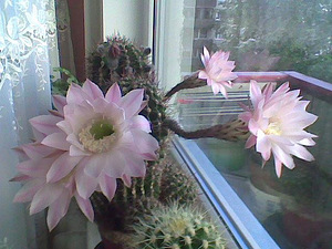 Echinopsis kaktus (3 foto / 3)