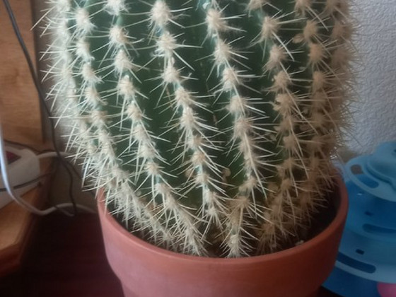 Kaktus Echinocactus grusonii