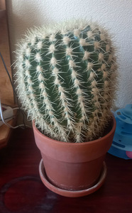 Kaktus Echinocactus grusonii (1 foto / 1)
