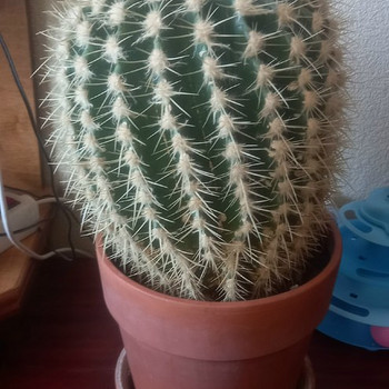Kaktus Echinocactus grusonii