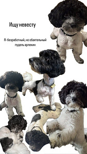Ищем невесту! (2 фото из 4)