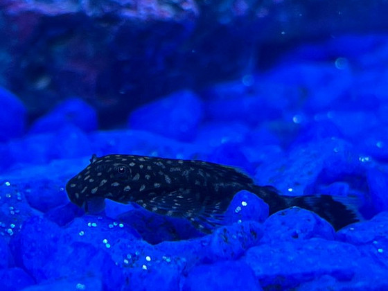 Ancistrus