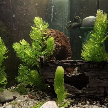 Akvaarium